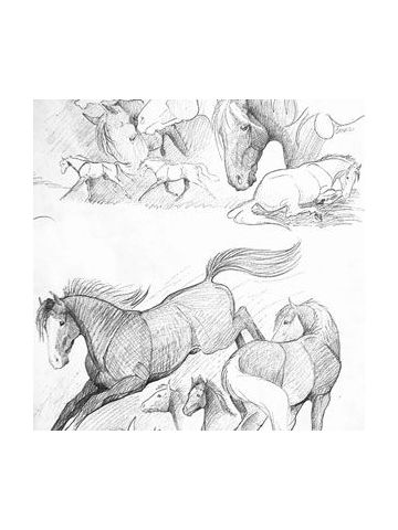 Western & English Gift Wrap, Sketchbook Horse